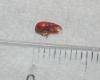 Apion frumentarium
